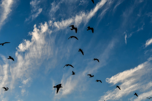 flock of seagulls flying in the sky, beautiful photo digital picture
