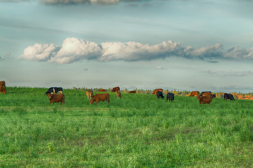 Landscape autumn meadow with cows, autumn Poland, Europe and amazing blue sky with clouds, sunny day