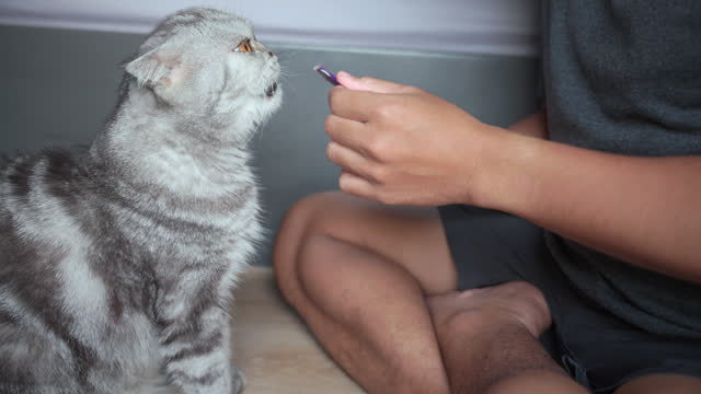 Scottish Fold cat eats cat treats licked