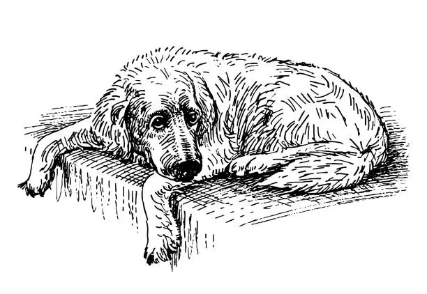 Vector illustration of Sketch of lying old sad dog