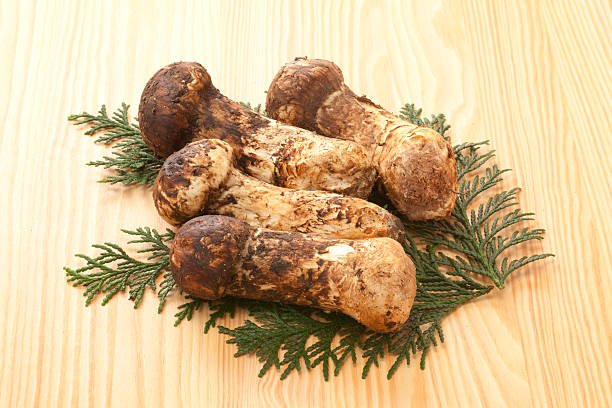 istock Matsutake mushroom  Japan 176899647