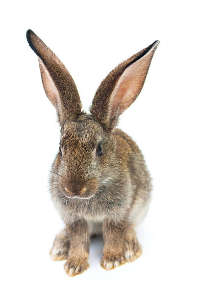 istock Happy New Year of rabbit 176899662