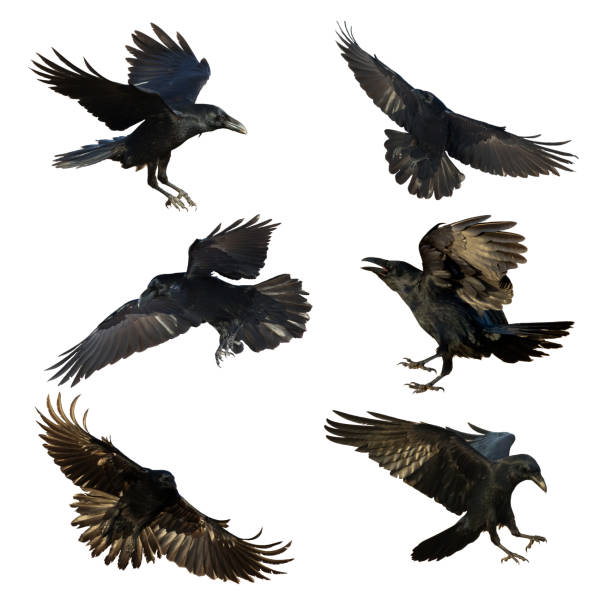 istock Birds flying raven isolated on white background Corvus corax. Halloween - mix six birds 1768996708