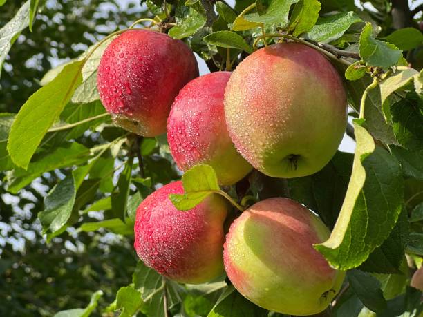 Apples fruits on tree in the garden.