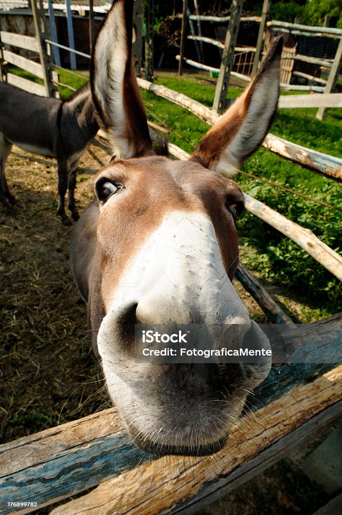 Curieux âne regardant moi - Photo de Baudet libre de droits