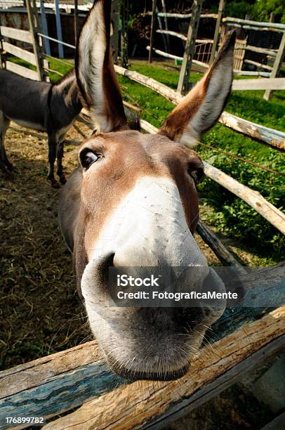 Photo libre de droit de Curieux Âne Regardant Moi banque d'images et plus d'images libres de droit de Baudet - Baudet, Mule, Sourire