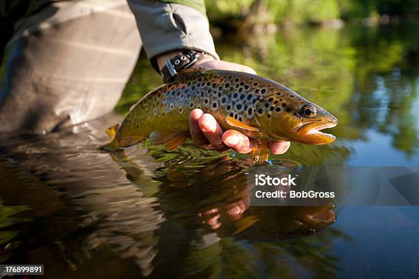 Trucha Bois Brulé Río Wisconsin Foto de stock y más banco de imágenes de Trucha común - Trucha común, Agua, Aire libre