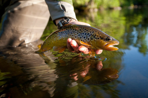 A fisherman's hand displays a brown trout caught while fly fishing on the historic Bois Brule River in Northern Wisconsin.