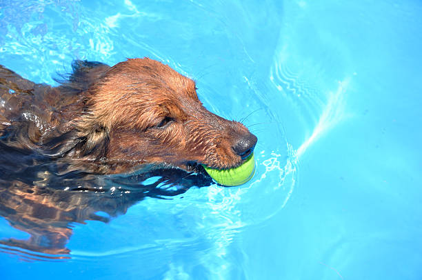 dachshund de pelo largo rojo piscina - pet toy dachshund dog toy fotografías e imágenes de stock