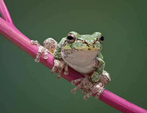 A baby grey tree frog is perched on a branch of pokeweed.