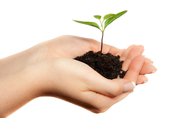 istock Woman holding young plant in hands 176899993