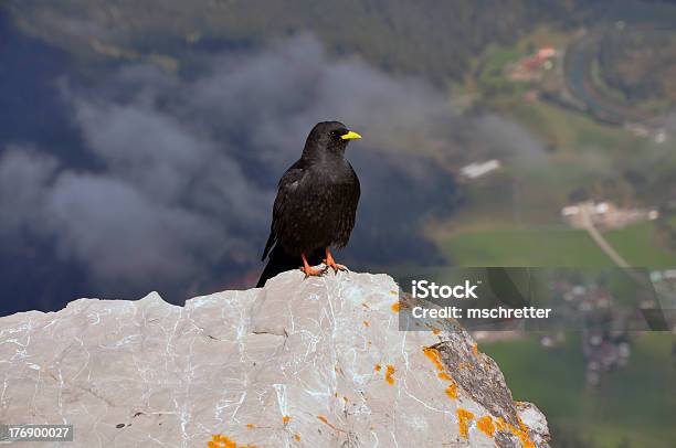 Merlo - Fotografie stock e altre immagini di Adulto - Adulto, Animale, Animale maschio