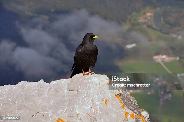 Blackbird Stock Photo - Download Image Now - Adult, Animal, Animal Body Part