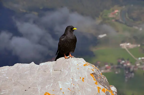 A blackbird sitting on the top of the montain Thaneller in Reutte - Tirol.A blackbird on the summit of the Thaneller near Reutte/Tyrol