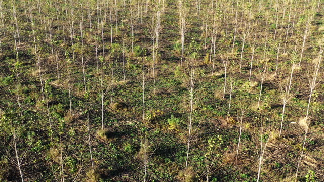 Reforestation and tree plant nursery, cottonwood trees growing on plantation, aerial shot from drone pov