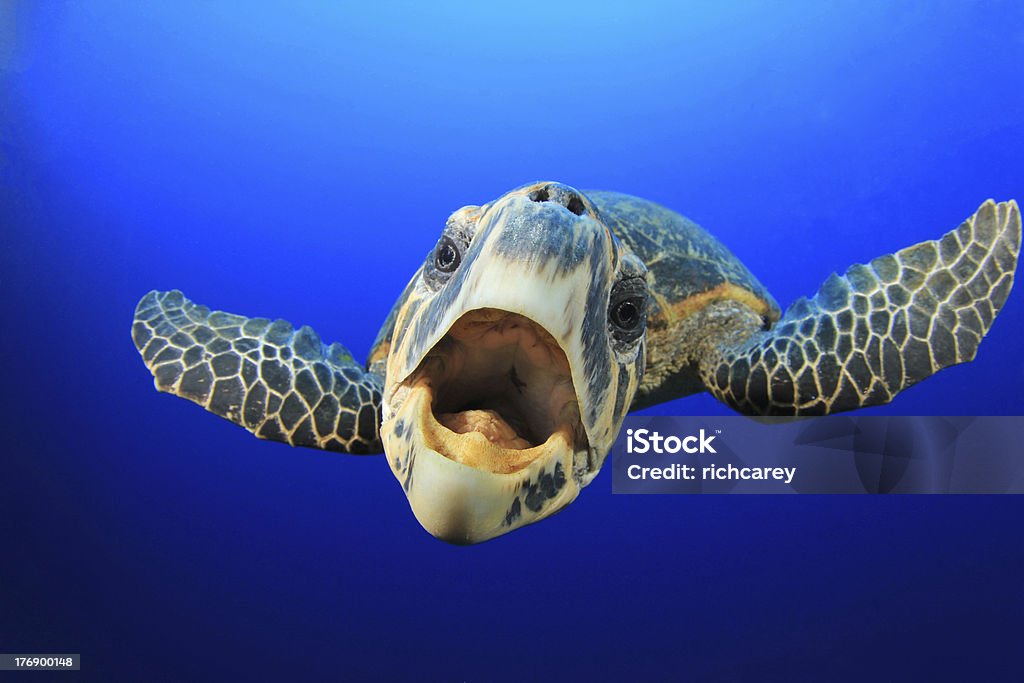 Sea Turtle A curious Hawksbill Sea Turtle investigates the camera Sea Turtle Stock Photo