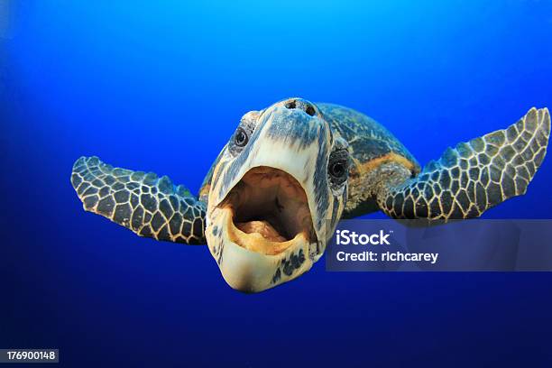 Sea Turtle Stock Photo - Download Image Now - Sea Turtle, Animal, Animal Mouth