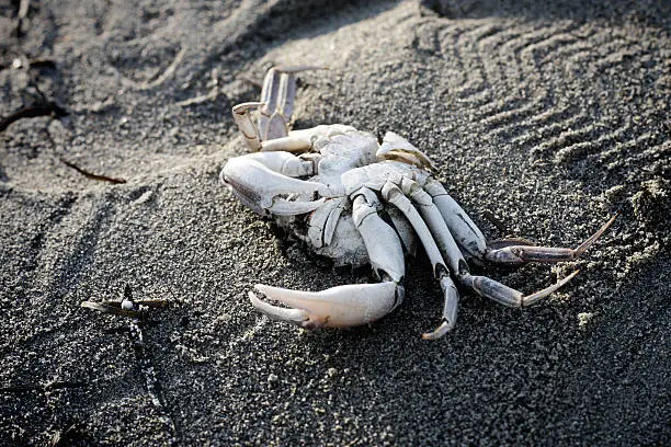 Photo of Crab skeleton