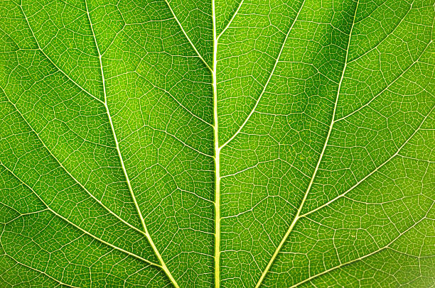 istock Leaf of a plant 176900390