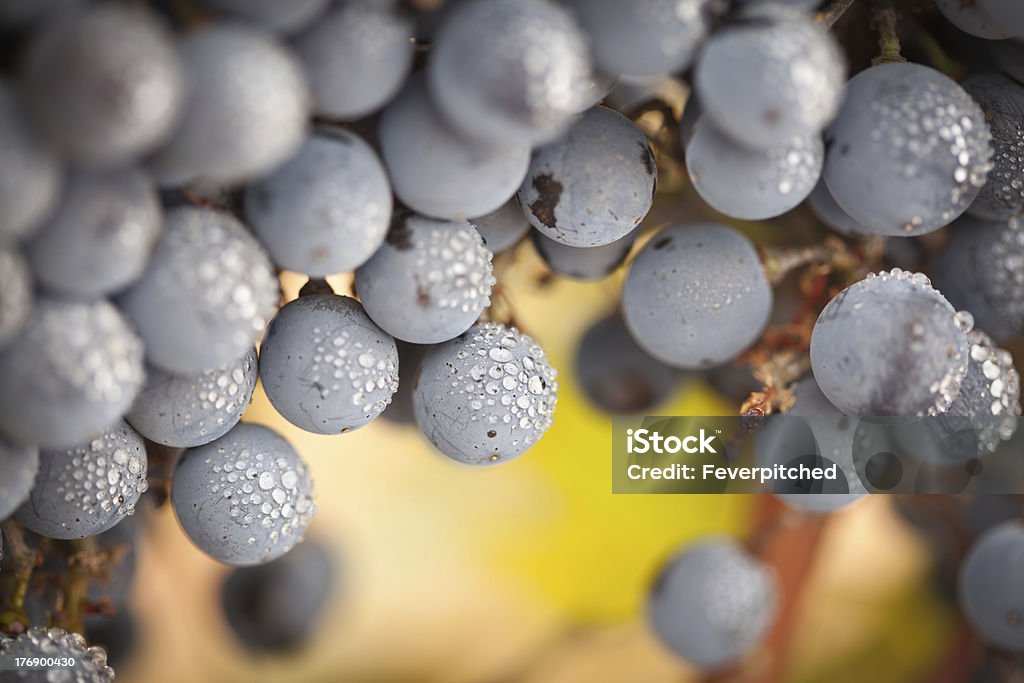 Exuberantes, maduras uvas y vino niebla gotas en la vid - Foto de stock de Macrofotografía libre de derechos