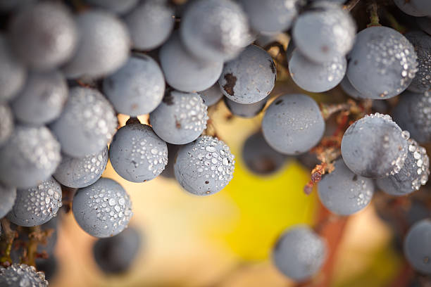 maturo, lussureggiante con gocce di nebbia vino e uva sulla vite - napa grape vineyard vine foto e immagini stock