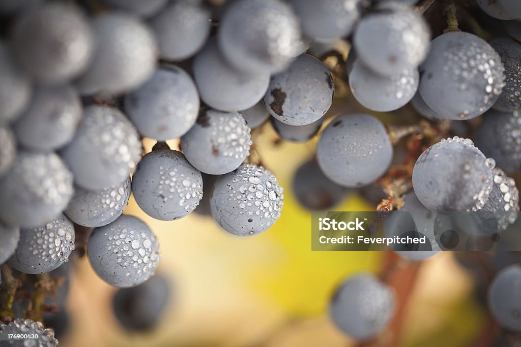 Fantástica, vinho de uvas Maduras com gotas de névoa na Videira - Royalty-free Macrofotografia Foto de stock