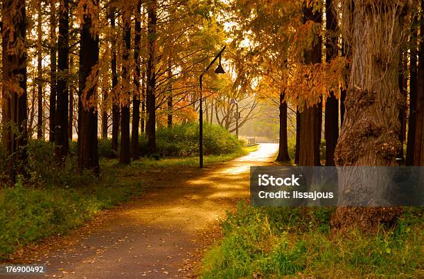 Autumn Park Stock Photo - Download Image Now - Autumn, Bright, Forest