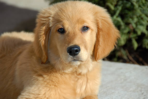 istock Puppy portrait 176900572