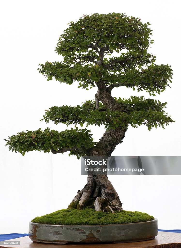 Chinesische elm als bonsai - Lizenzfrei Ast - Pflanzenbestandteil Stock-Foto