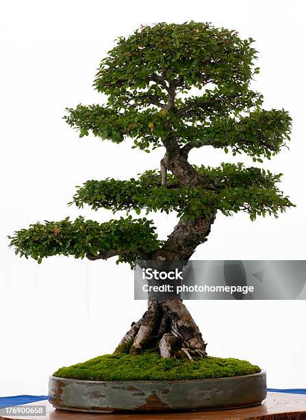 중국 느릅 롤모델로서 Bonsai 0명에 대한 스톡 사진 및 기타 이미지 - 0명, 나무, 나무줄기