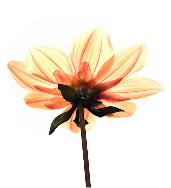 High key shot of Yellow Dahlia stock photo