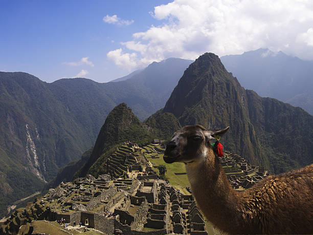 istock Machu Picchu Lama 176901161