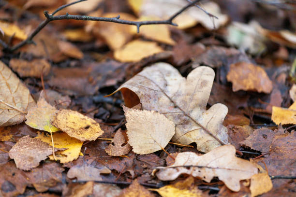Fallen leaves on the ground in the forest. Selective focus.