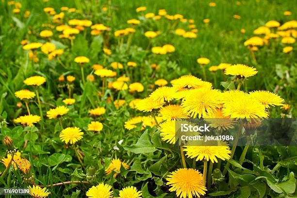 Diente De León Flores Foto de stock y más banco de imágenes de Agricultura - Agricultura, Aire libre, Ancho