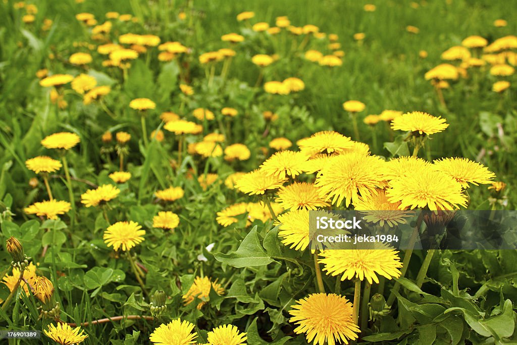 Flores de Dente de Leão - Royalty-free Agricultura Foto de stock