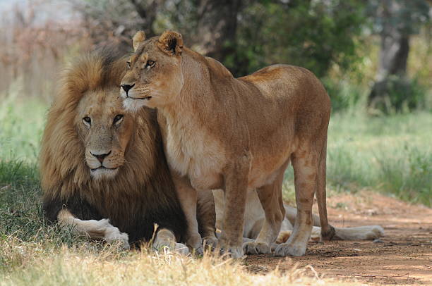 istock Lion Family 176901417