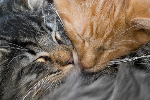full frame portrait of two red and grey  kittens snuggling together