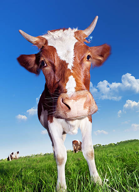 Cow stock photo