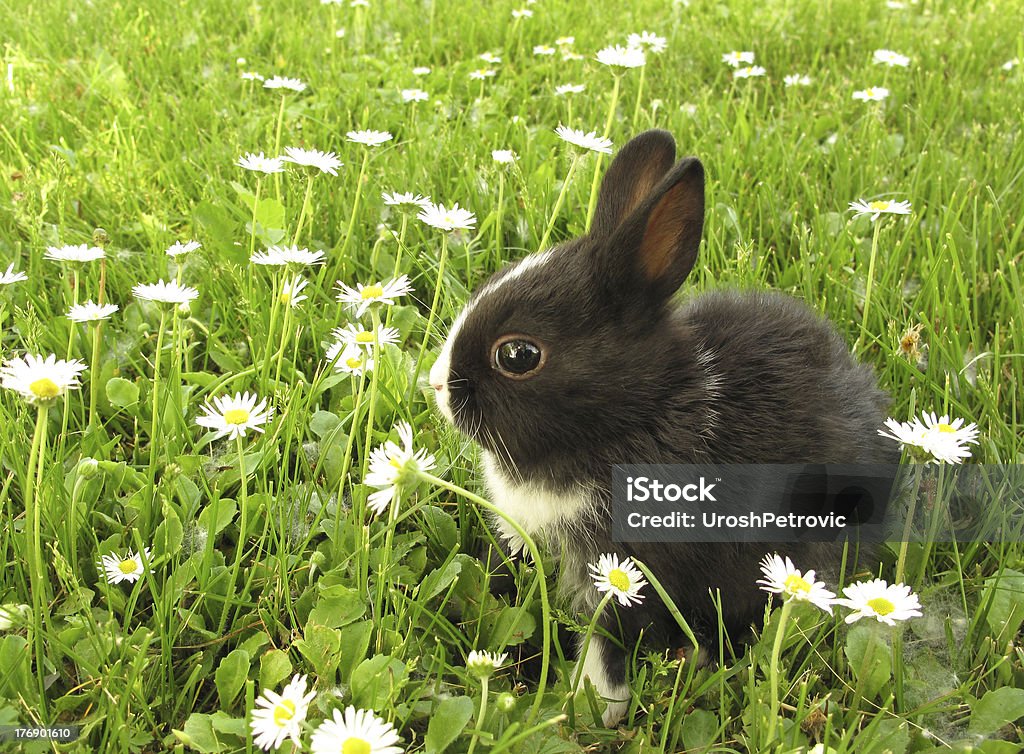 Kaninchen bunny schwarz und weiß - Lizenzfrei Häschen Stock-Foto
