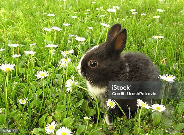 Kaninchen Bunny Schwarz Und Weiß Stockfoto und mehr Bilder von Häschen - Häschen, Kaninchen, Niedlich