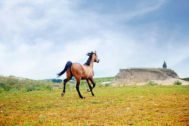 Running horse stock photo