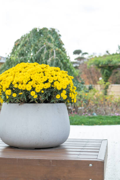 istock asian style flowerbeds with daisies 1769021155