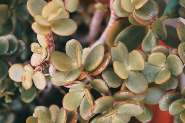 istock Pattern image of a crassula ovata succulent plant 1769023346