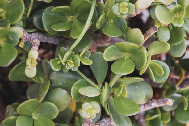 istock Pattern image of a crassula ovata succulent plant 1769023384