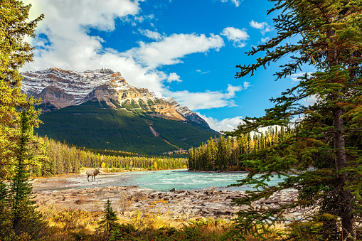 Jasper National Park. Alberta. Canadian Rockies. Red deer grazing on the river bank. Picturesque mountains surround the waterfall and the Athabasca River