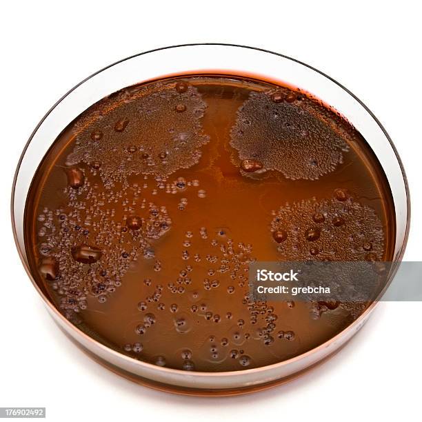 Petrischale Stockfoto und mehr Bilder von Agargel - Agargel, Bakterie, Braun