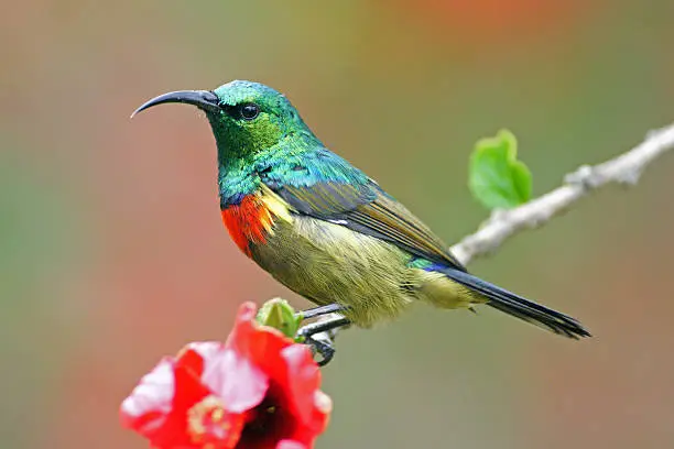 A close up of a Eastern double collared sunbird (Cinnyris mediocris) on a hibiscus branch.