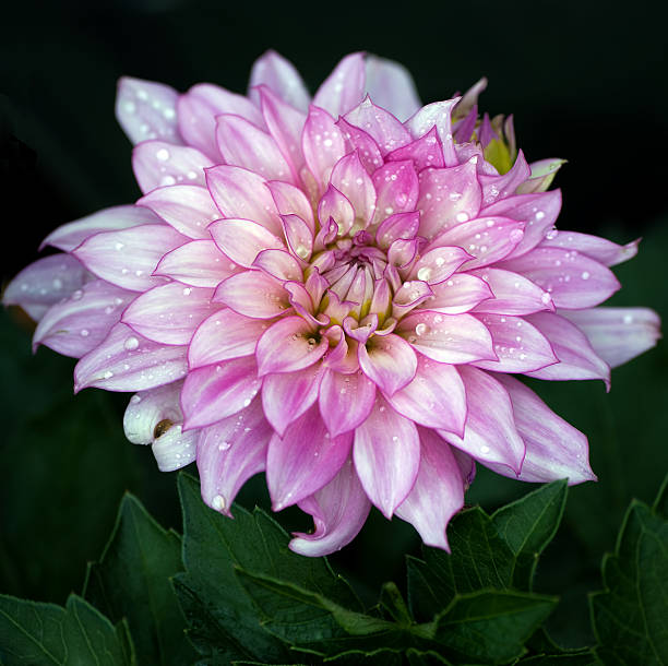 Pink Dahlia with water droplets stock photo