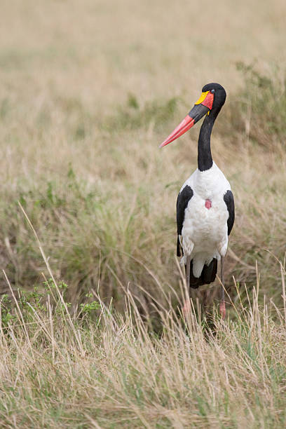 Selle à bec Cigogne au Kenya. - Photo