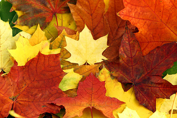 istock heap of isolated autumn leaves 176902653